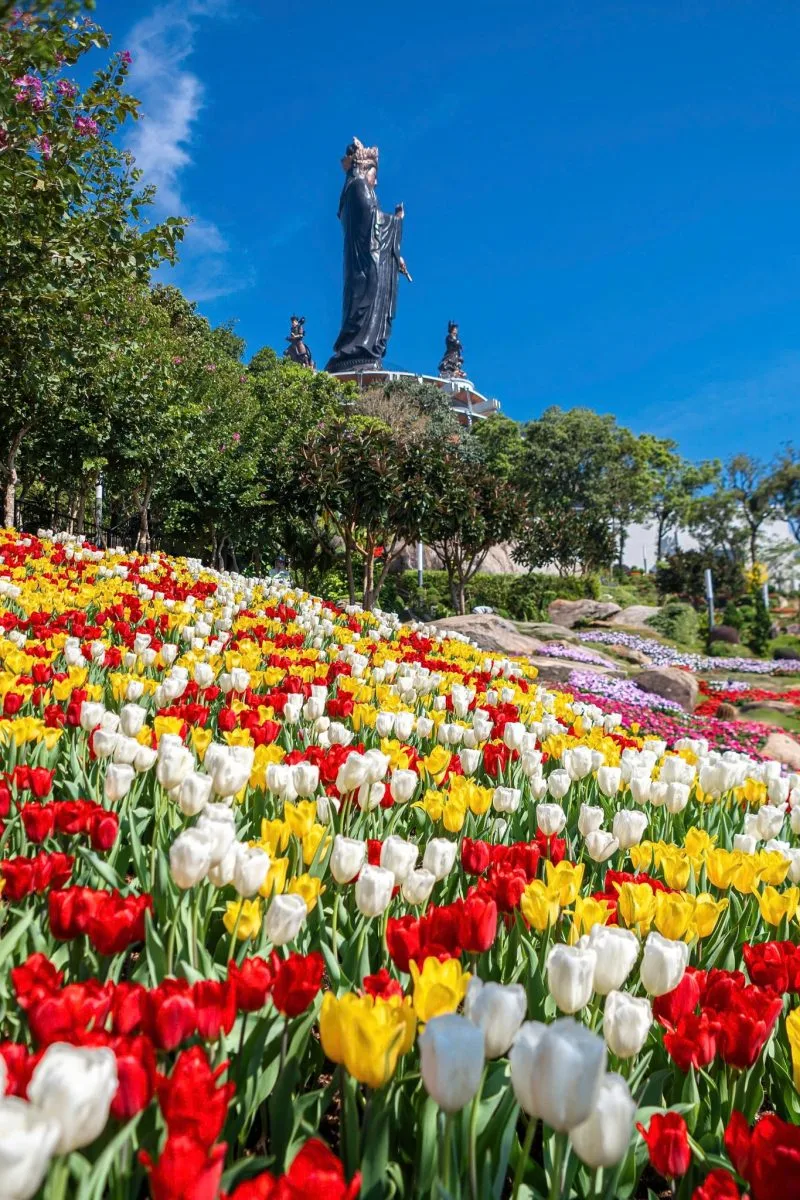 LỄ HỘI HOA TULIP NÚI BÀ ĐEN - MUA XUÂN RỰC RỠ NHẤT TÂY NINH