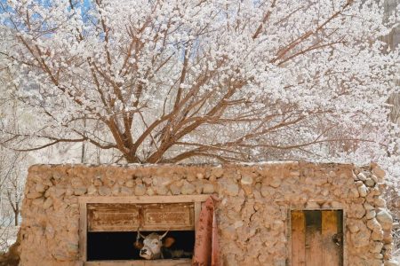 LÀNG HOA HẠNH – VIÊN NGỌC ẨN GIỮA ĐẠI NGÀN THÔNG LĨNH & CUNG ĐƯỜNG TASHA HUYỀN THOẠI