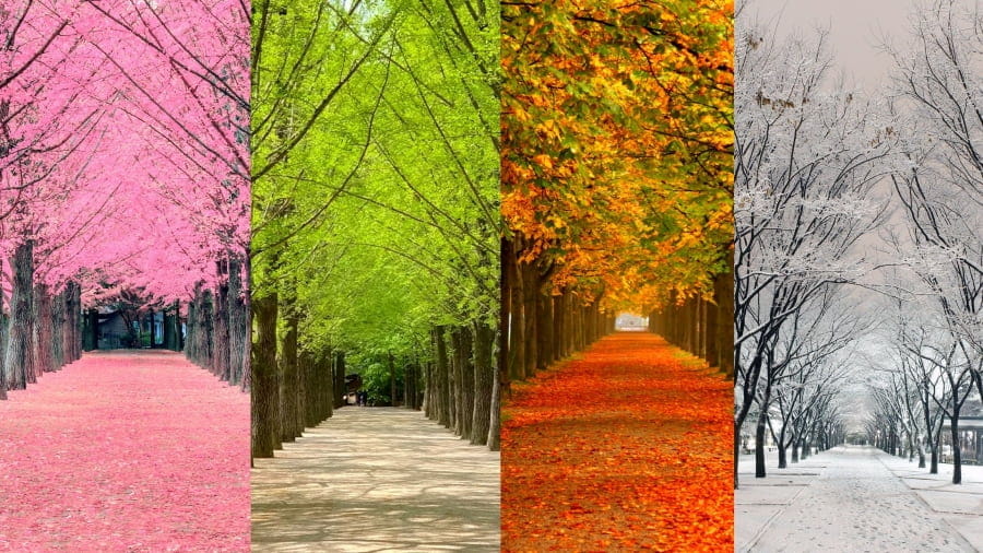 NGÀY 02	SEOUL – ĐẢO NAMI                                 (Ăn sáng, trưa, tối)